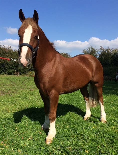 17h, 8 year old Irish Hunter, very honest, 100% <b>bombproof</b>, has hunted with several hunts, very experienced hunter, will cross any country (drains, walls, hedges, etc. . Bombproof cobs for sale
